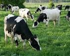 Animal Health and Production Courses – BARATON COLLEGE